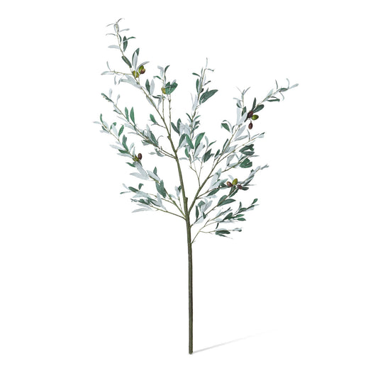 Promo Olive Branch