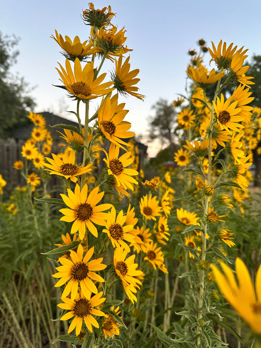 Finding Joy in the Journey (September 2026)