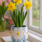 Blue Footed White Flower Planter