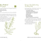 The Homestead Herbal Remedies Guide