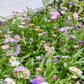 Pollinator Seed Pop (Single)