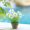 Promo Cosmos Plant in Terra Cotta Pot