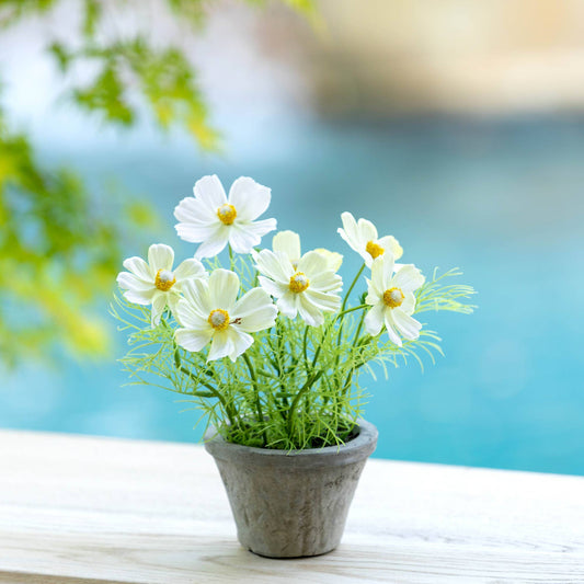 Promo Cosmos Plant in Terra Cotta Pot