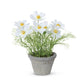 Promo Cosmos Plant in Terra Cotta Pot