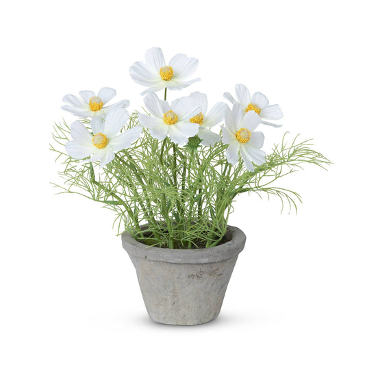 Promo Cosmos Plant in Terra Cotta Pot