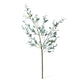 Promo Olive Branch