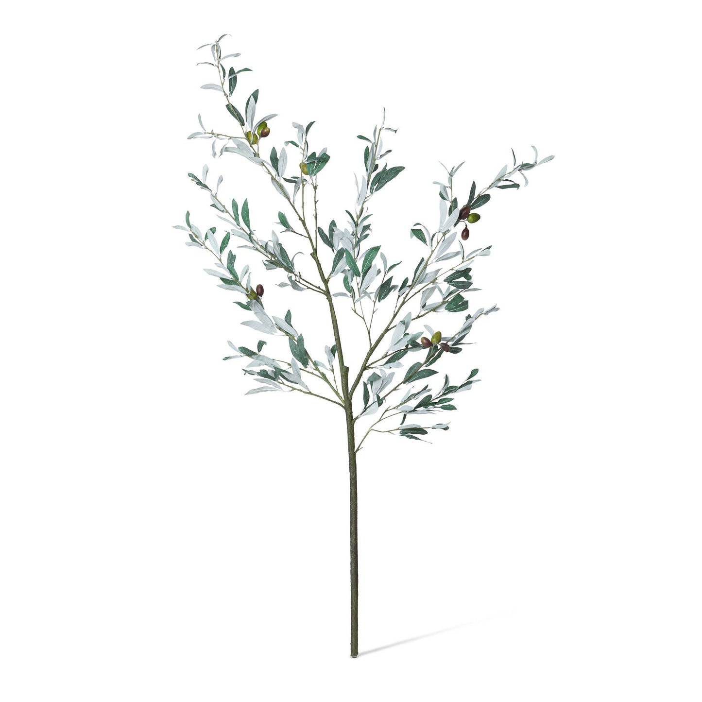 Promo Olive Branch