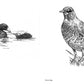 Slow Birding