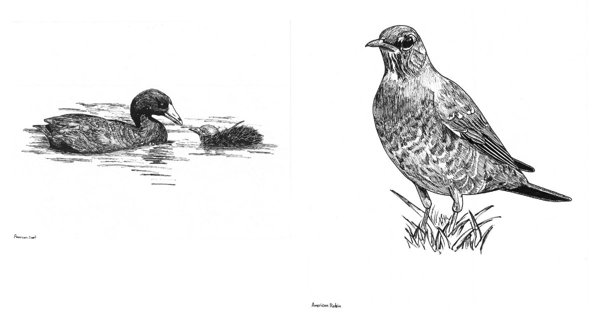 Slow Birding