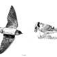 Slow Birding