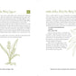 The Homestead Herbal Remedies Guide