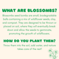Dear Teacher, 7 Seed Flower Balls - Purpose + Passion Boutique
