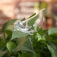 Bird Shaped Self Watering Bulbs