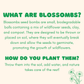 Flowers For You, 4 Seed Flower Balls - Purpose + Passion Boutique