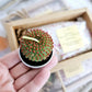 "Mama Needs A Break" Bath Salt & Succulent Gift Set Bath Soak - Purpose + Passion Boutique