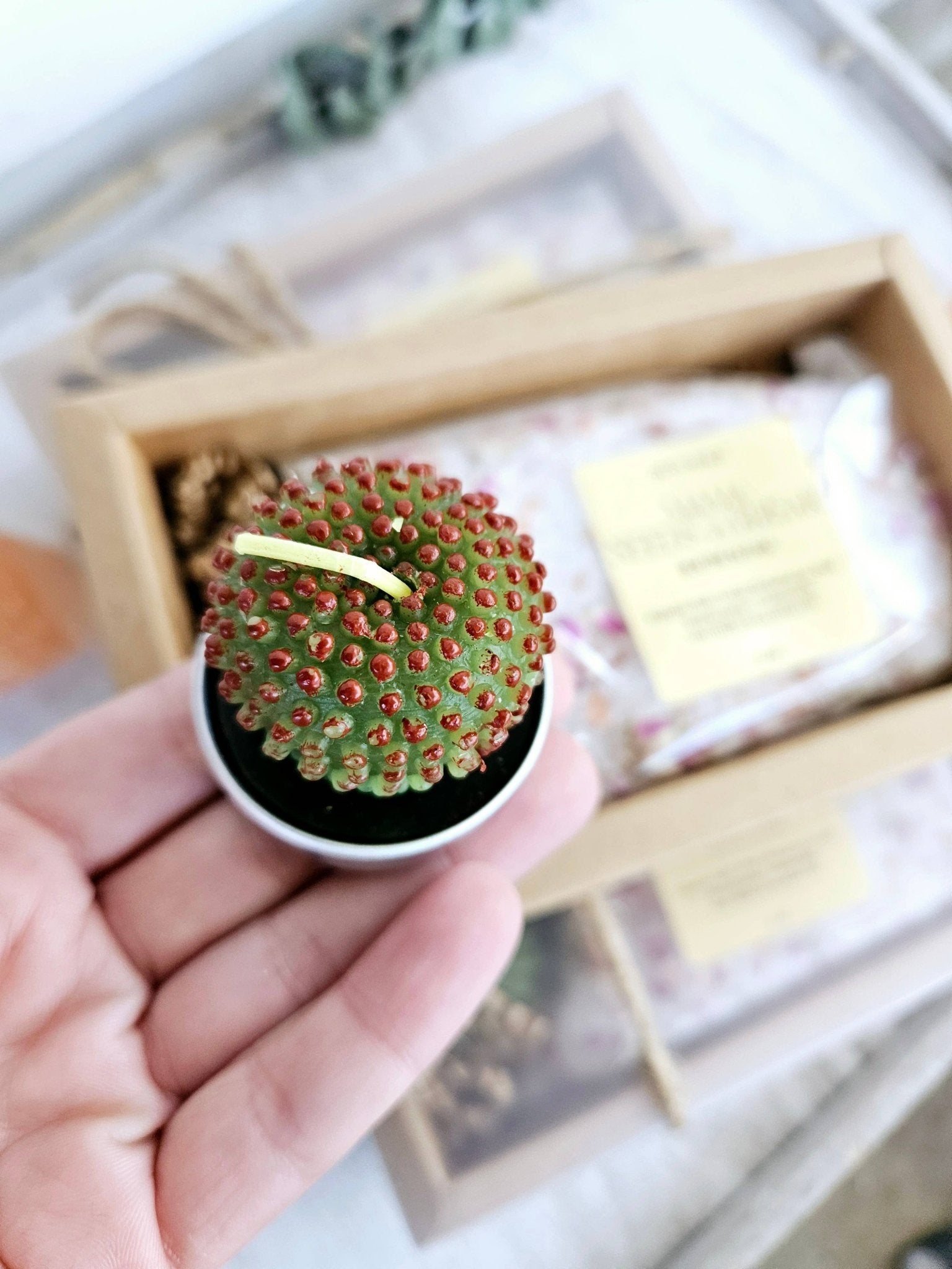 "Mama Needs A Break" Bath Salt & Succulent Gift Set Bath Soak - Purpose + Passion Boutique